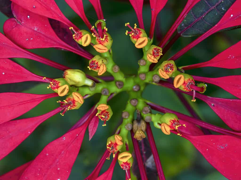 Macrofotografia del grappolo di fiori della stella di Natale