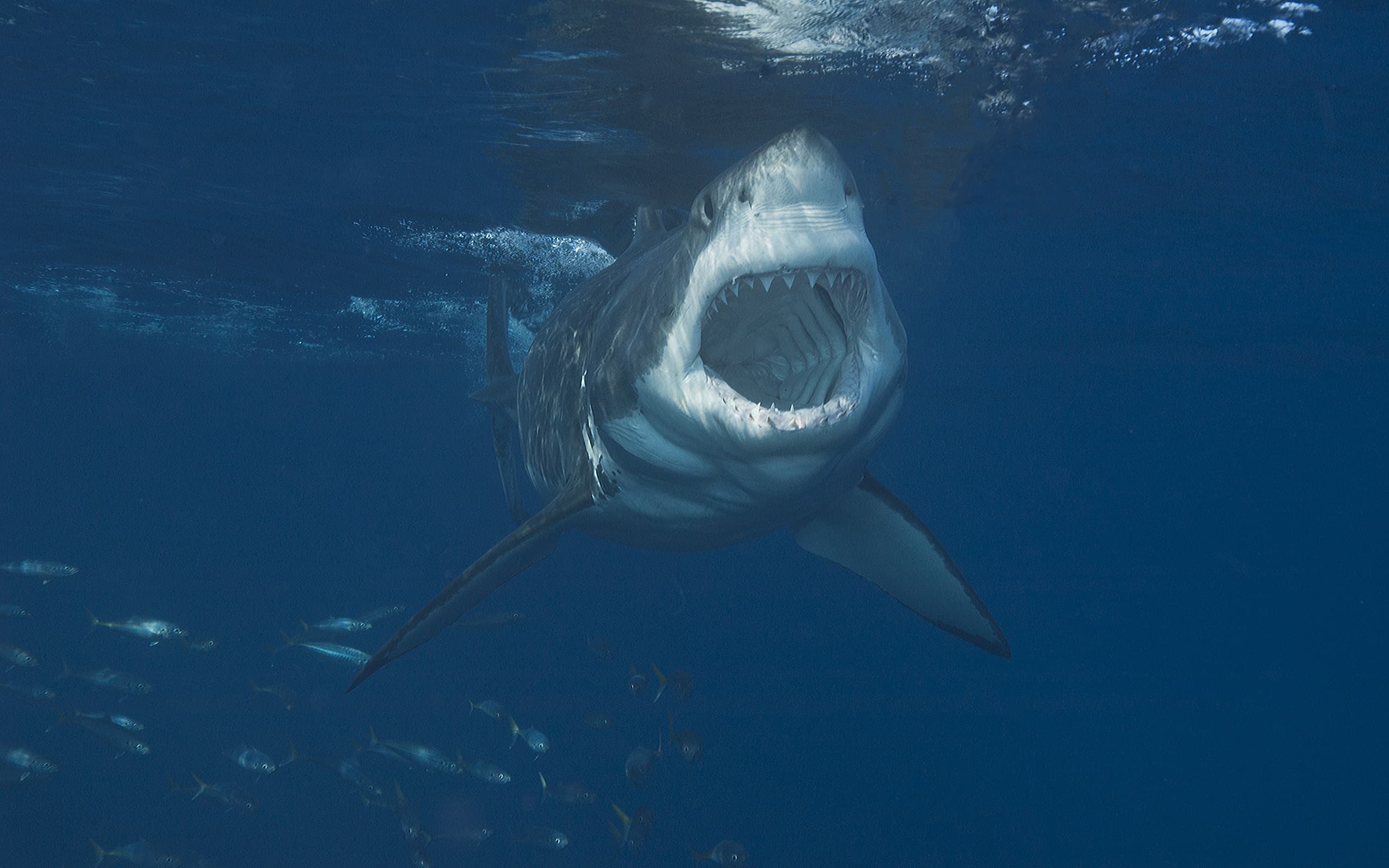 Grande squalo bianco sull'attacco che mostra la bocca spalancata.