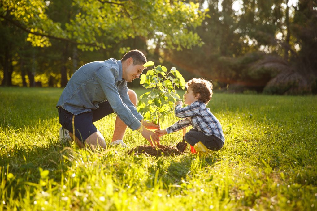 Genitore e figlio piantano un albero