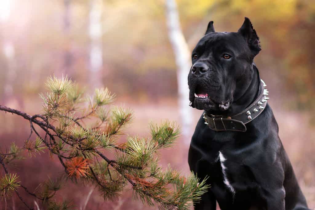 Cane corso nella foresta.  Grande cane nero