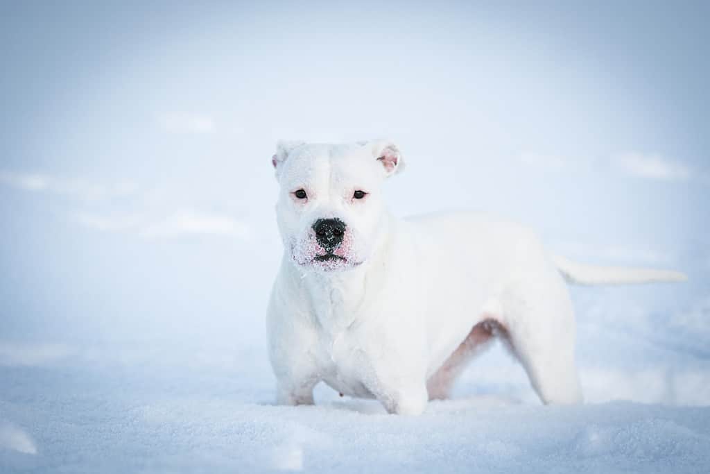 cane Dogo Argentino bianco nella neve