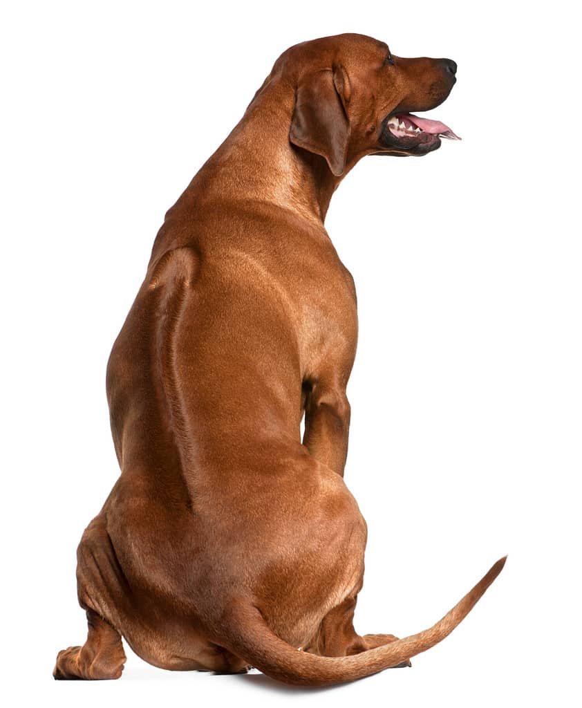 Vista posteriore del Rhodesian Ridgeback, 2 anni, seduto davanti a uno sfondo bianco