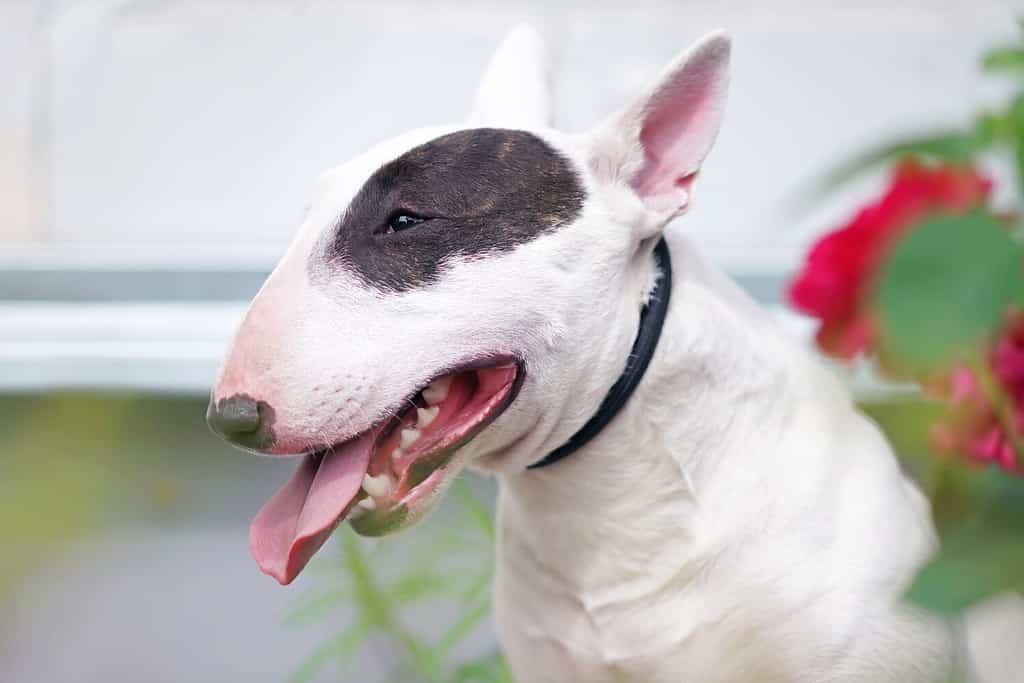 Il ritratto di un cane bianco con una toppa marrone Bull Terrier in miniatura con un collare nero che posa all'aperto in estate