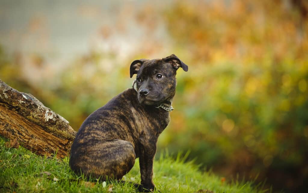 Uno staffordshire bull terrier tigrato seduto su una collina