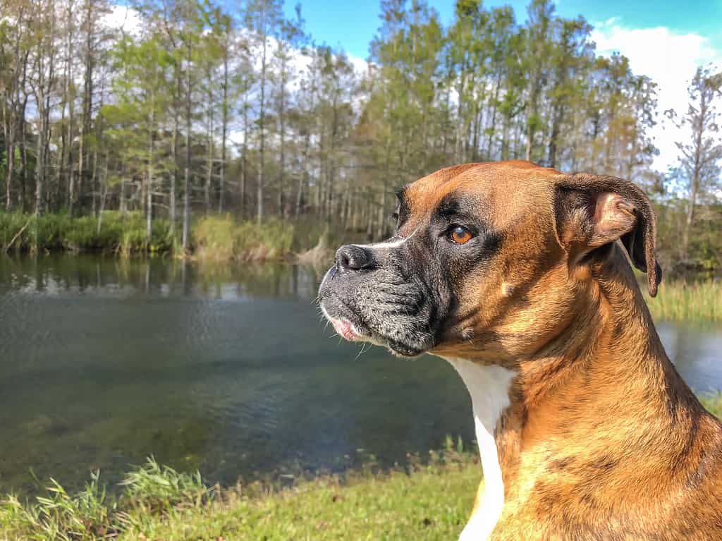 vista laterale del cane che guarda il fiume