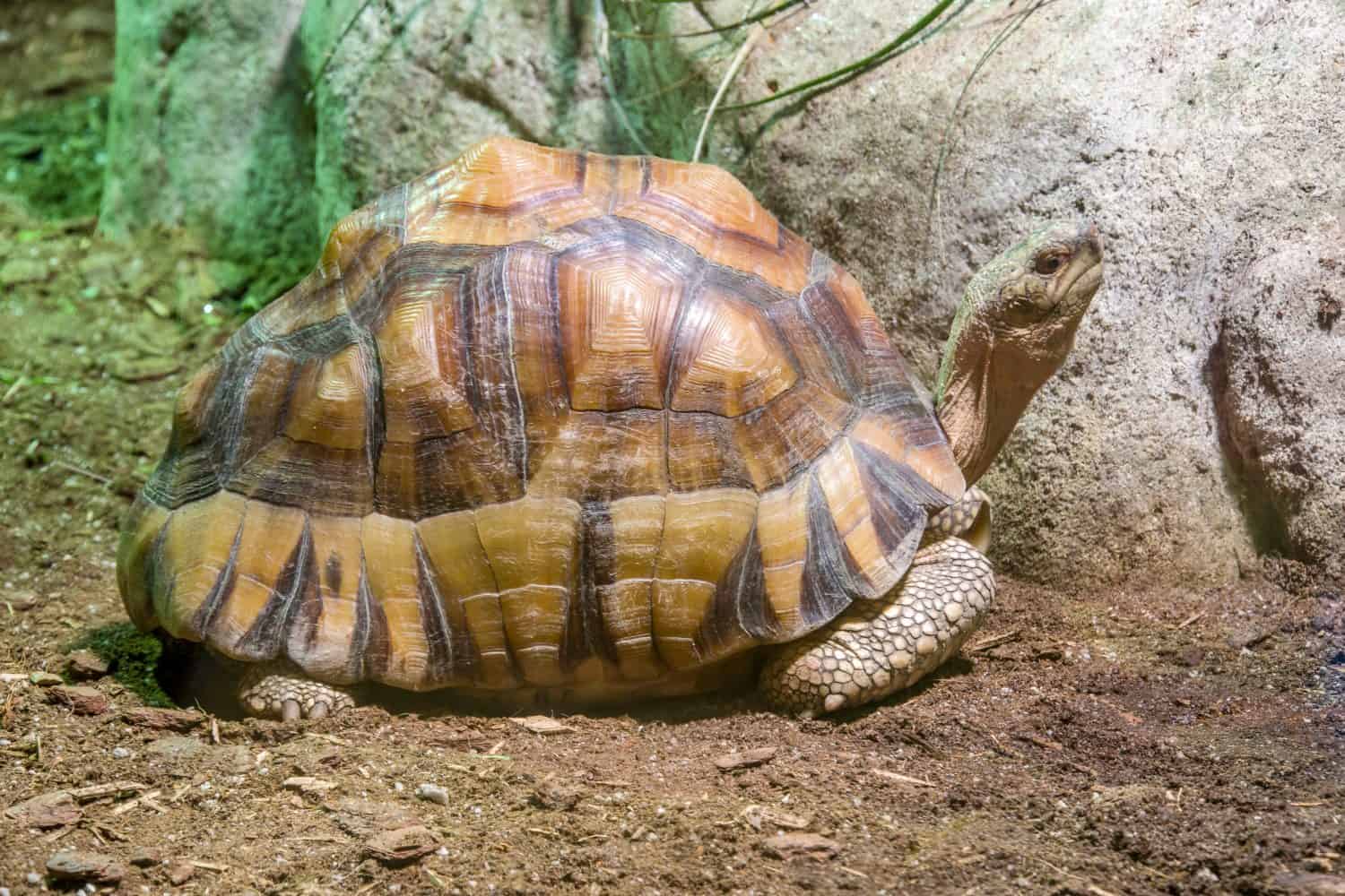 La tartaruga angonoka (Astrochelys yniphora) è una specie di tartaruga in grave pericolo di estinzione, gravemente minacciata dal bracconaggio per il commercio illegale di animali domestici.  È endemico del Madagascar.