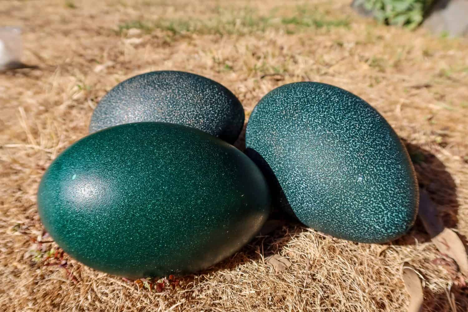 Tre uova verdi di emu sul terreno.  Australia.