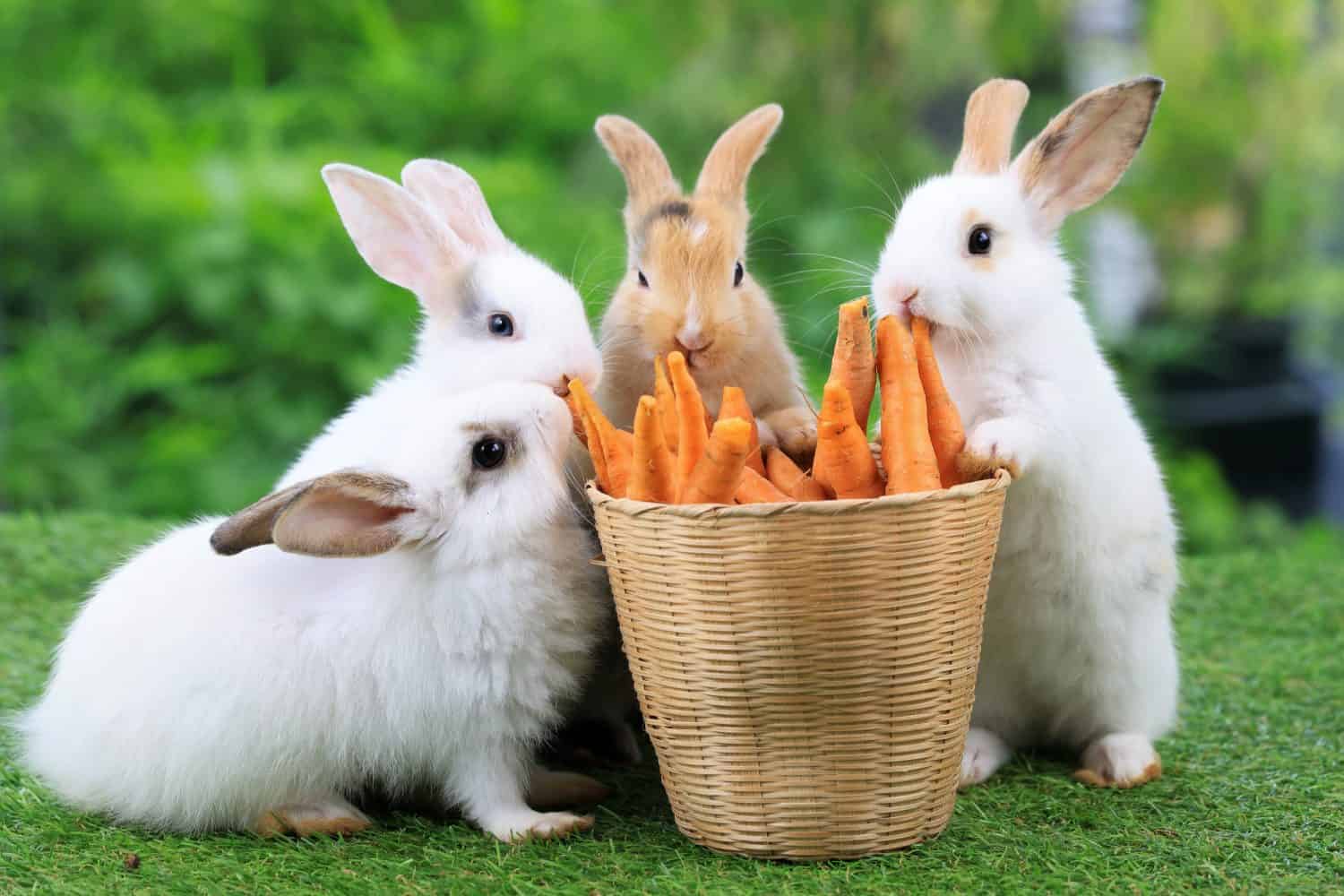 Gruppo di conigli di pasqua sani e adorabili del coniglietto del bambino che mangiano cibo, carota, erba sul fondo verde della natura del giardino.  Simpatici conigli soffici che annusano, si guardano intorno, la vita della natura.  Simbolo del giorno di Pasqua.