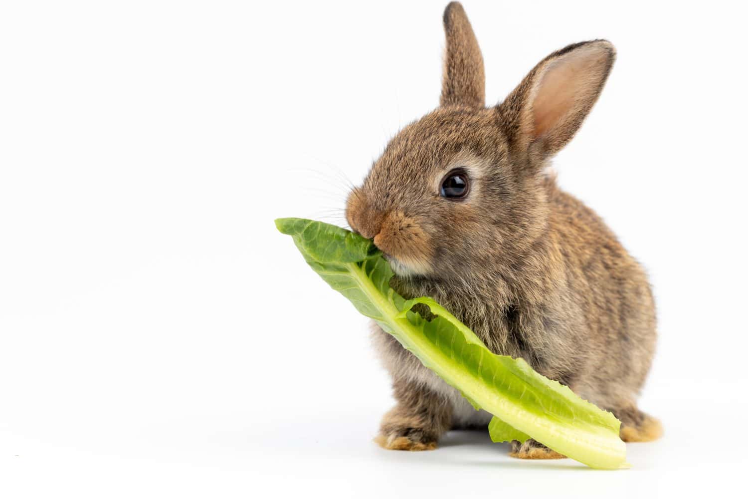 Un sano e adorabile coniglietto di pasqua soffice coniglio marrone che mangia cibo, verdure verdi, su sfondo bianco.  messa a fuoco selettiva.  Animale, cibo per conigli, concetto di stile di vita sano.