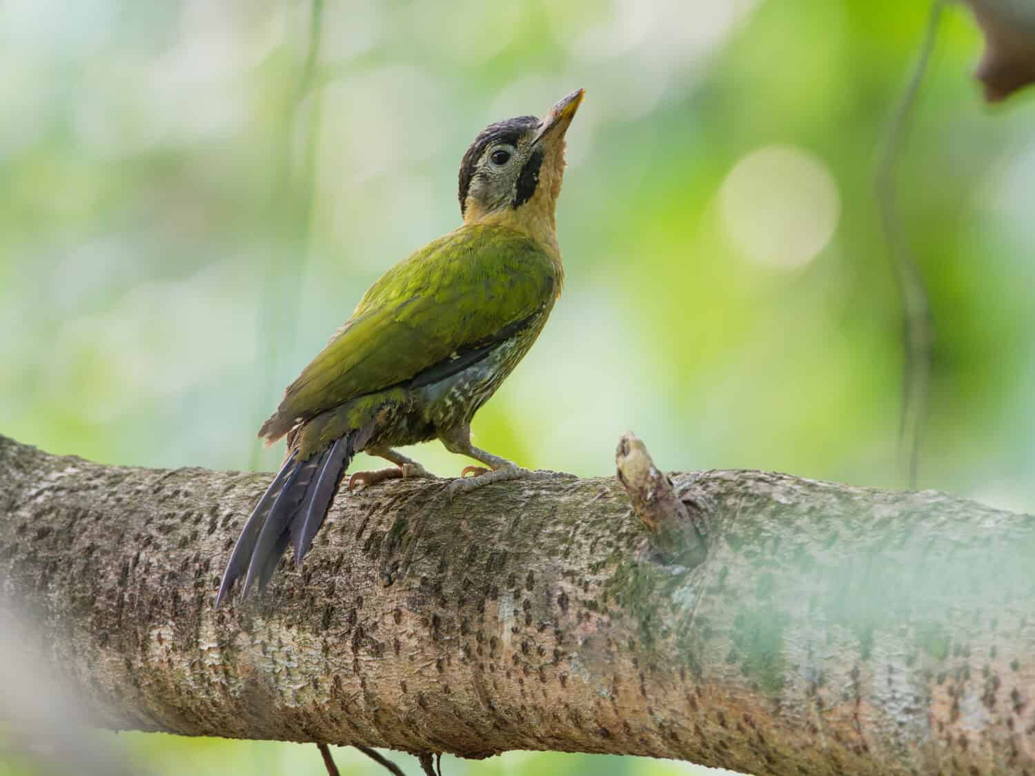 Il picchio rosso (Picus vittatus) è una specie di uccello della famiglia dei Picidae.  Si trova in tutto il sud-est asiatico, Cambogia, Cina, Indonesia, Laos, Malesia, Myanmar, Singapore.