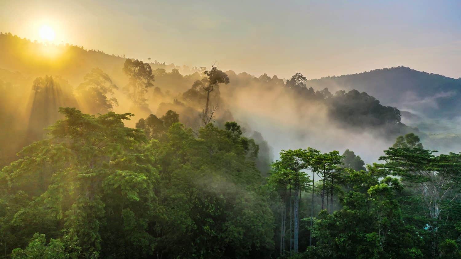 Foresta pluviale tropicale, vista mozzafiato sulla foresta pluviale del Borneo con foschia all'alba e raggi di nebbia al mattino.