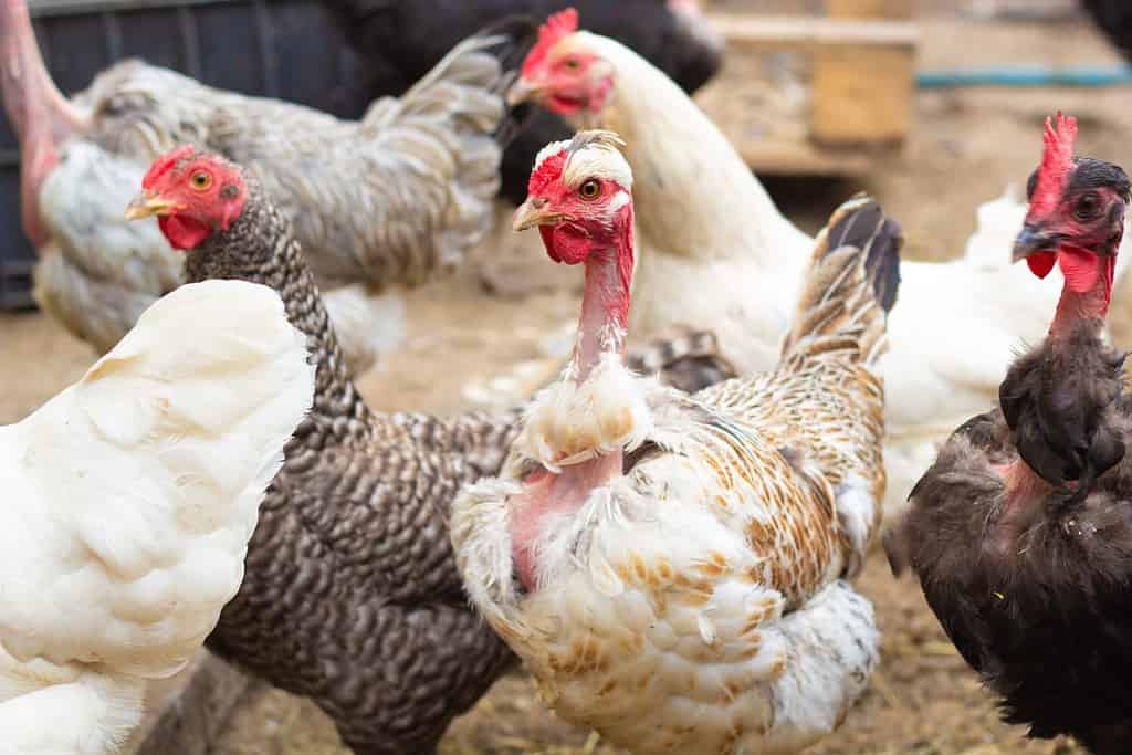 Pollo dal collo nudo a casa nel pollaio.  Turken.  Avvicinamento.  Foto di alta qualità.  copia spazio