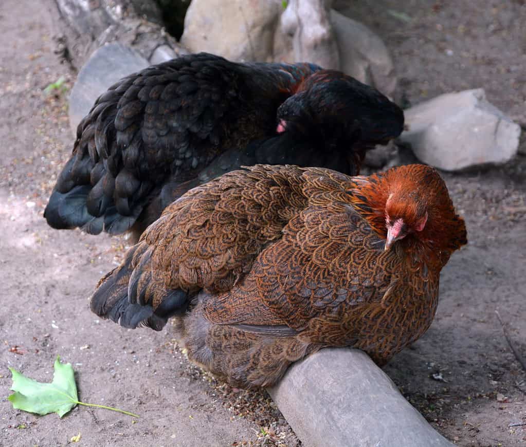 La gallina selvatica della Cornovaglia (anche gallina selvatica della Cornovaglia) è il nome approvato dall'USDA per una varietà di pollo da carne, prodotto da un incrocio tra le razze di pollo della Cornovaglia e della Plymouth Rock bianca