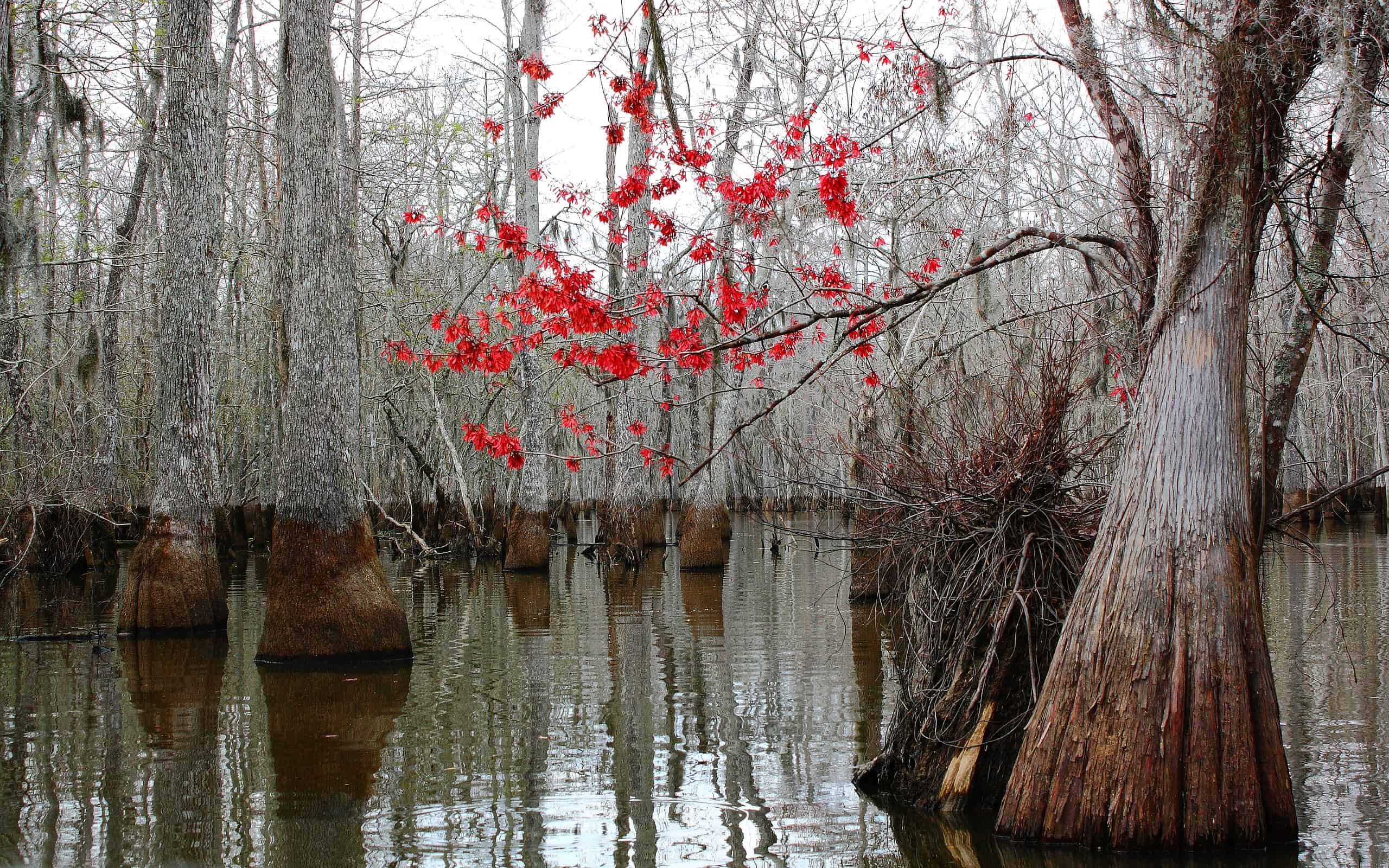 Fiori rossi su un singolo albero di palude in inverno