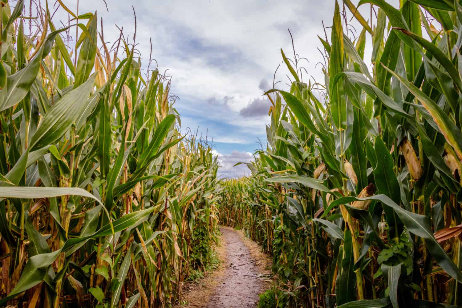 Un labirinto di mais o labirinto di mais è un labirinto ritagliato da un campo di mais.  Il primo labirinto di mais era ad Annville, in Pennsylvania.  I labirinti di mais sono diventati popolari attrazioni turistiche del Nord America.