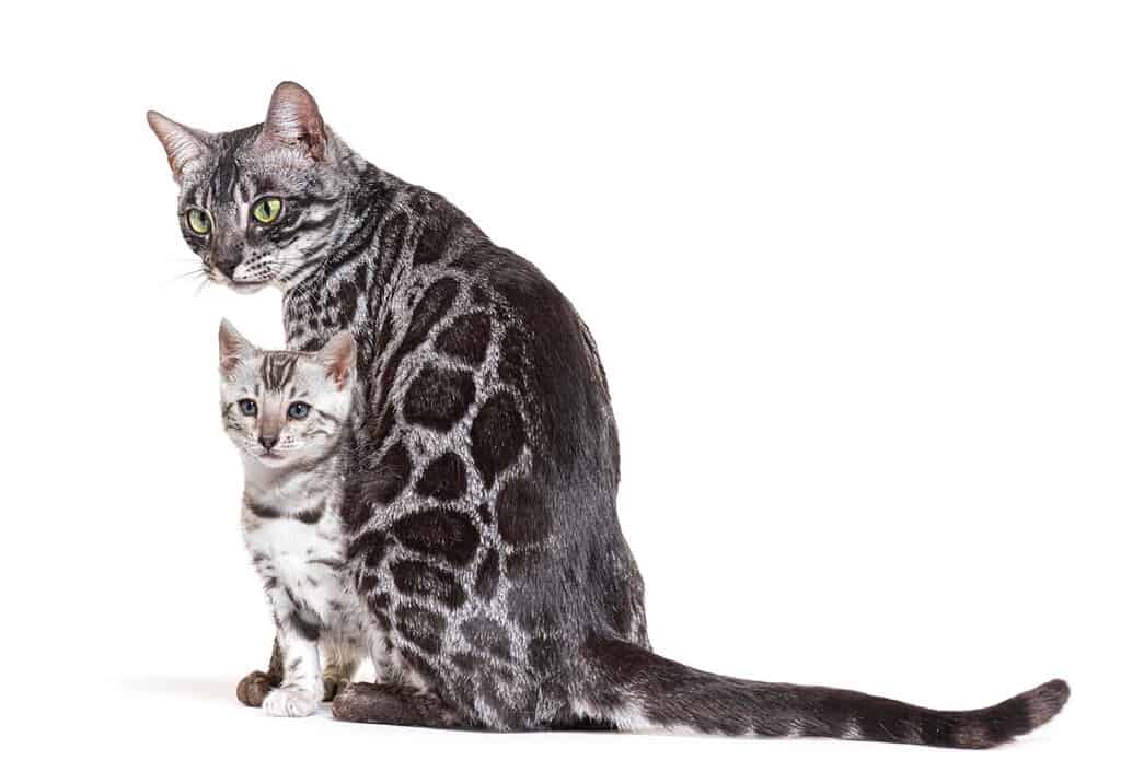 Madre e il suo gattino Gatto bengala d'argento, isolato su bianco