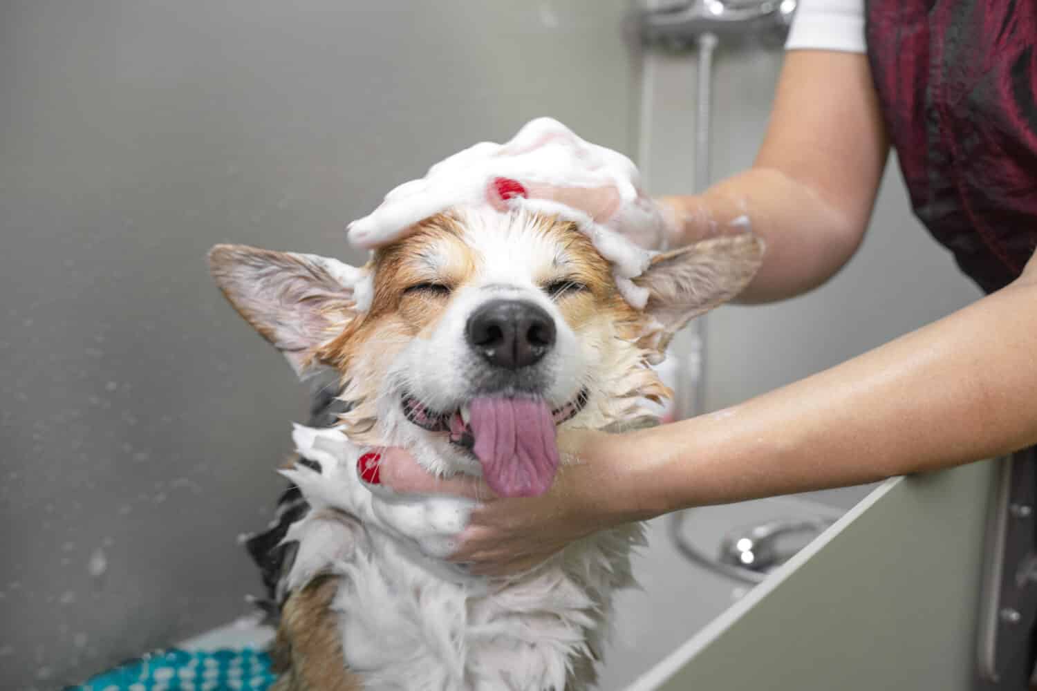 Divertente ritratto di un cane welsh corgi pembroke che fa la doccia con lo shampoo. Cane che fa un bagno caldo in un salone di toelettatura.