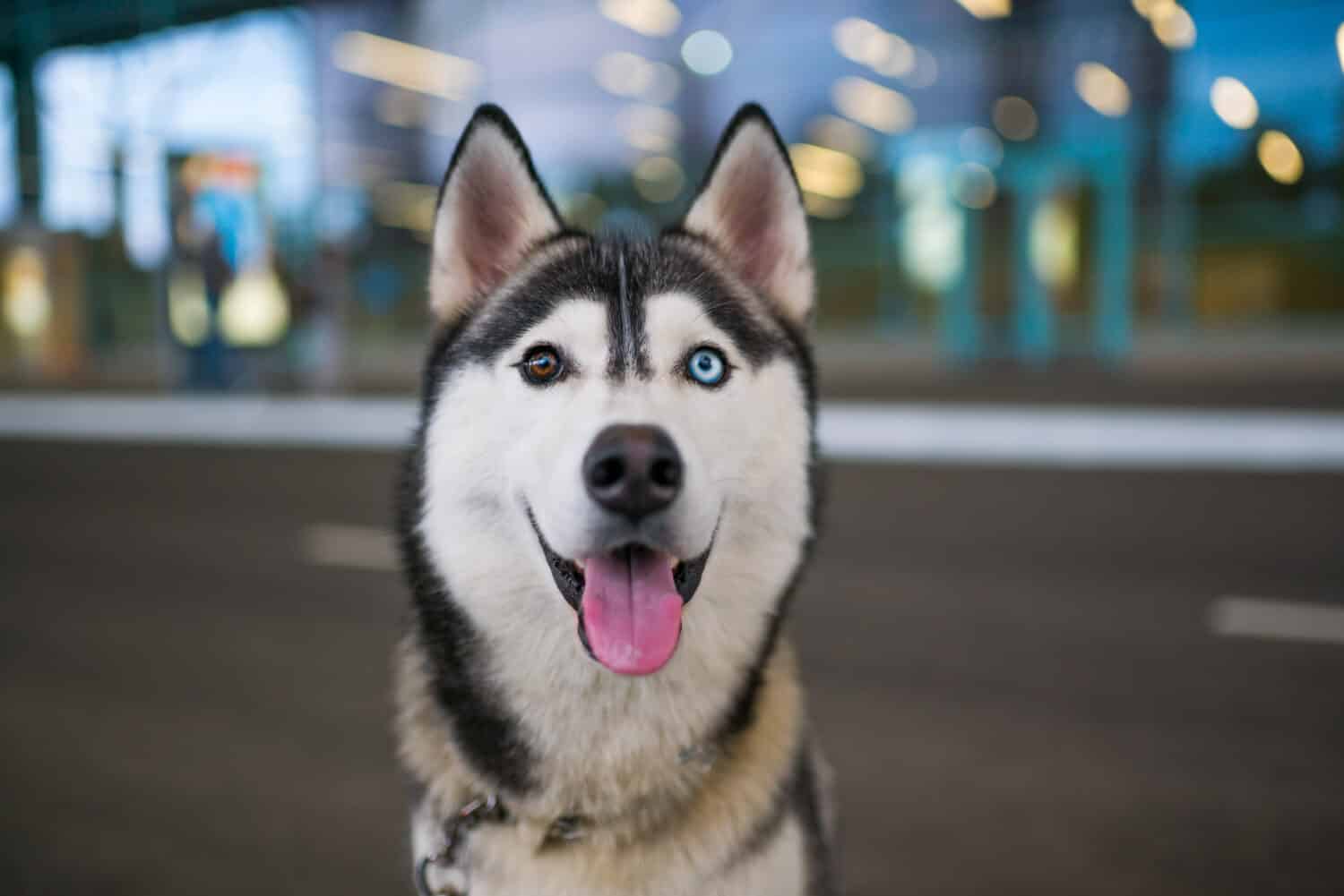 Ritratto di divertente cane Husky con eterocromia occhi diversi all'aperto