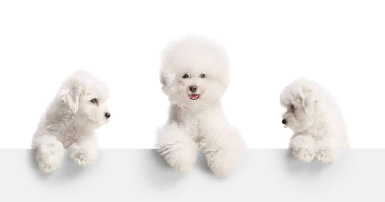 Cane adulto bichon frise e due cuccioli in piedi dietro un pannello bianco isolato su sfondo bianco