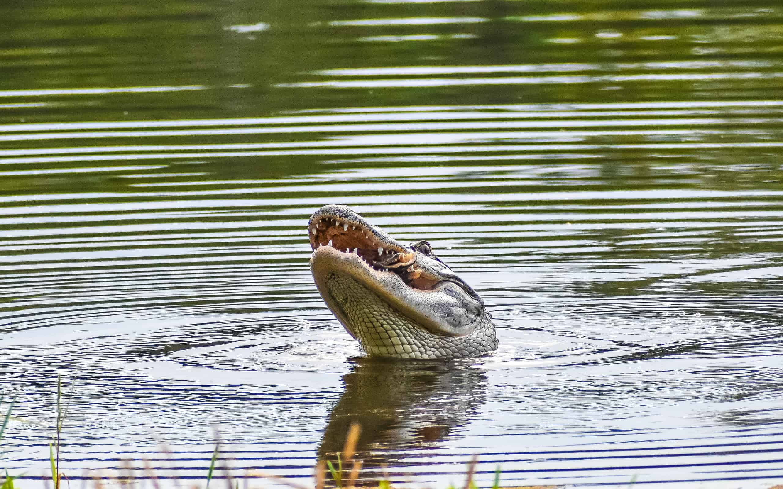 Un alligatore in Florida cattura una tartaruga e la mangia.