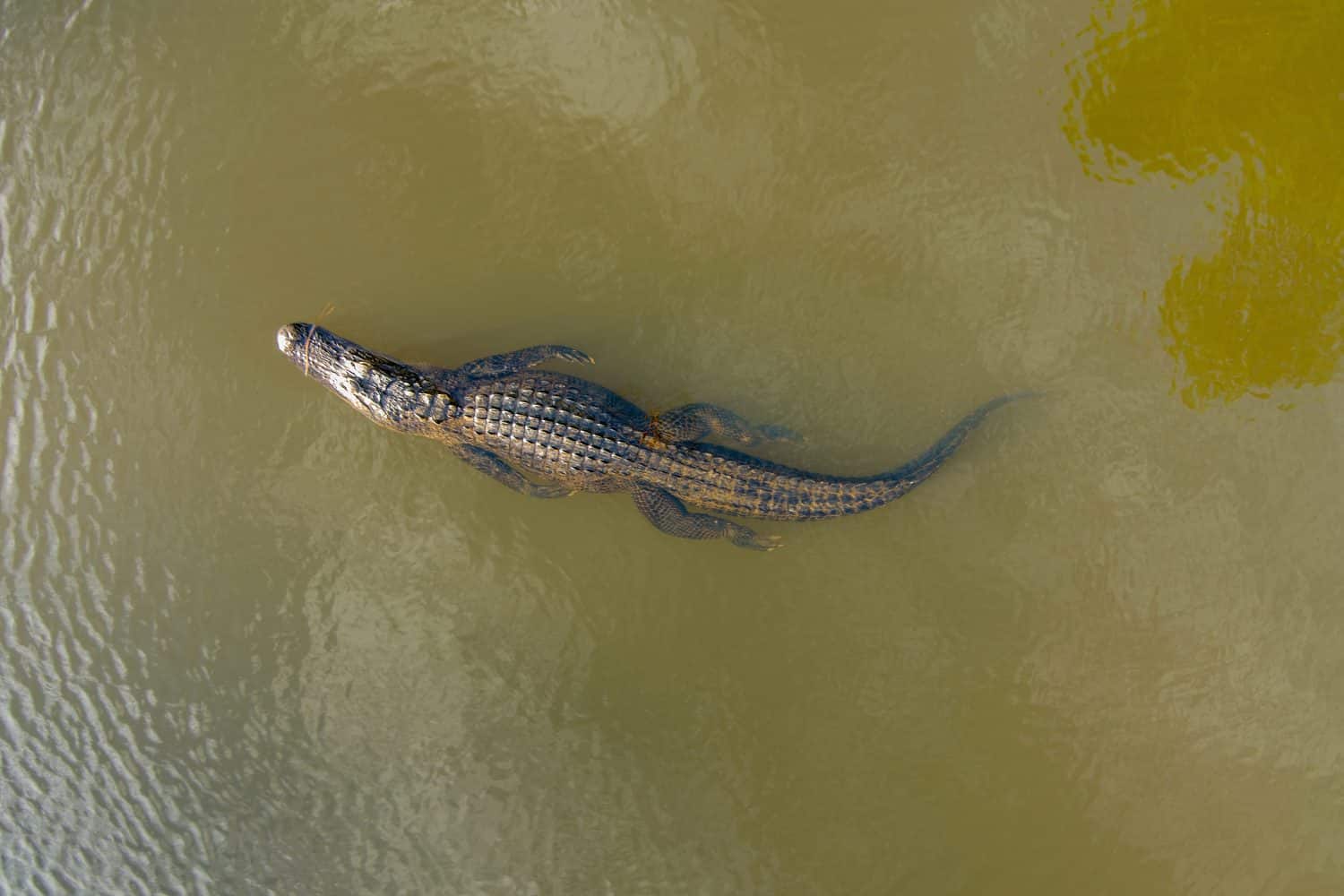 Veduta aerea di un grande alligatore americano adulto a Mobile Bay, Alabama