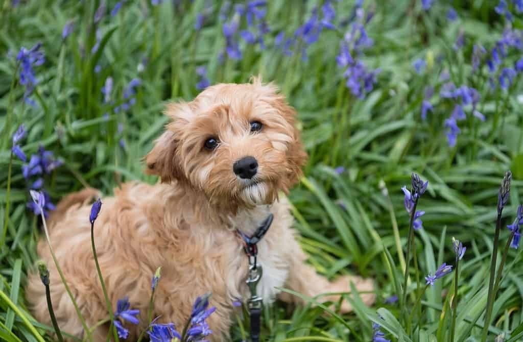 Un primo piano di un cucciolo di cavapoo seduto sull'erba con bellissimi fiori e guardando nell'obiettivo