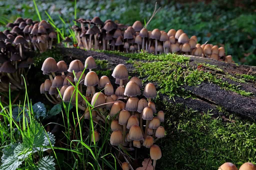 Funghi luccicanti Inkcap che crescono su legno morto.