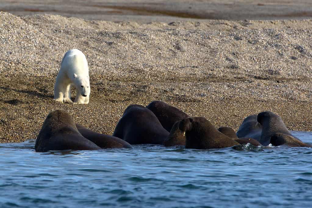 Orso polare bianco davanti a un gruppo di trichechi che nuotano nel mare delle Svalbard