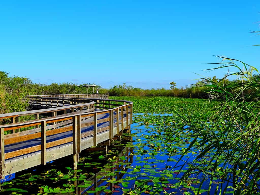 Stati Uniti, Florida, contea di Miami-Dade, Parco nazionale delle Everglades, Anhinga Trail