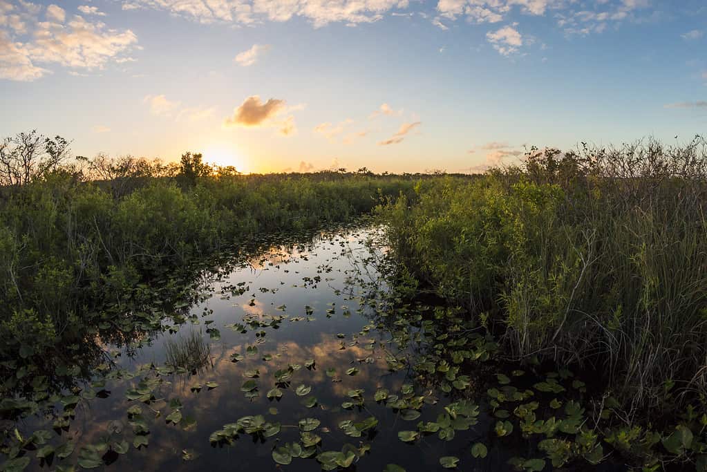 Anhinga Trail Tramonto - Parco nazionale delle Everglades