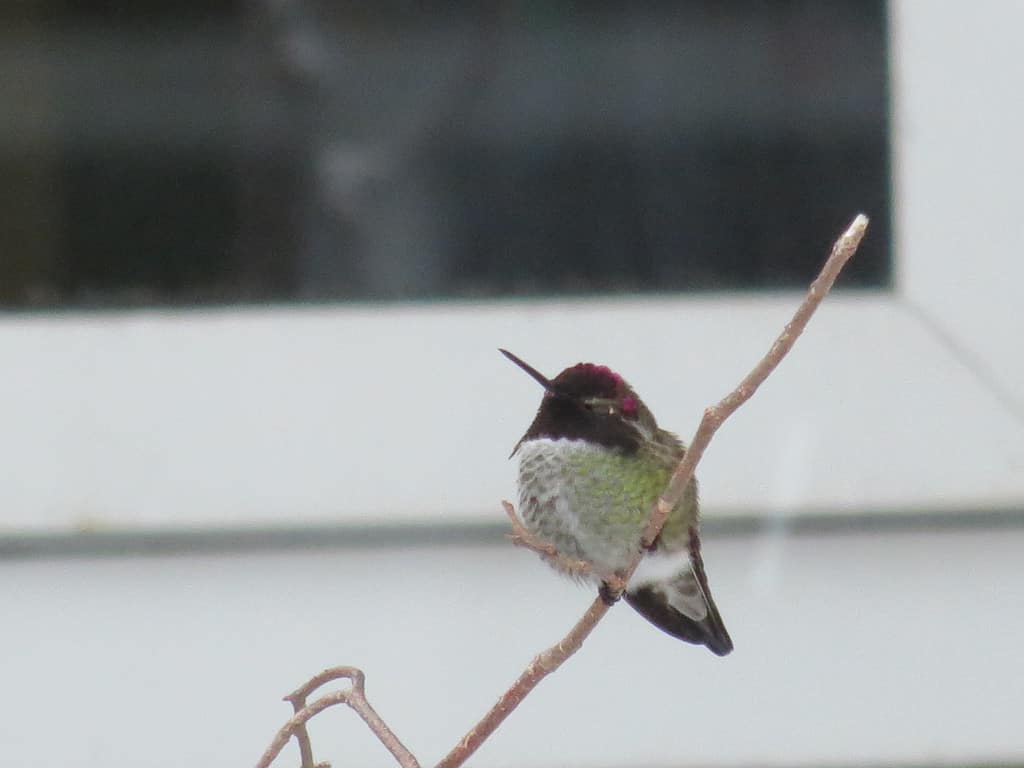 Un colibrì maschio di Anna in una giornata fredda