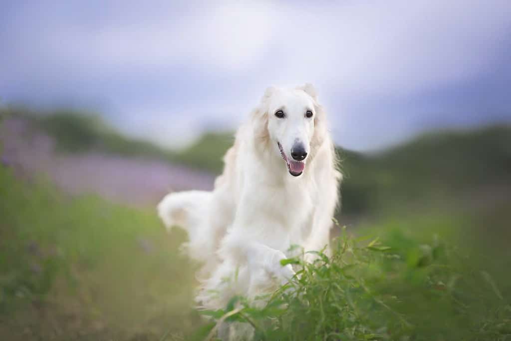Ritratto di felice cane beige razza borzoi russo che corre nel campo di fiori viola in estate.  Bellissimo e splendido cane borzoi russo.  Fiore di Phacelia