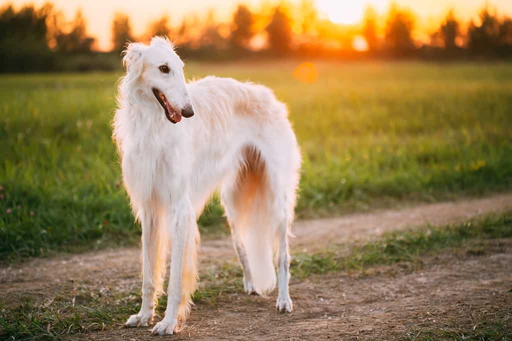 Cane russo bianco, Borzoi, cane da caccia in estate tramonto alba