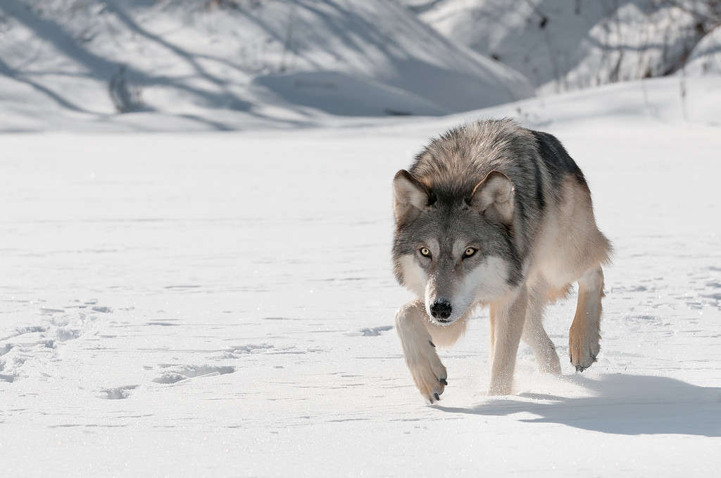 Lupo grigio (Canis lupus) cammina in avanti