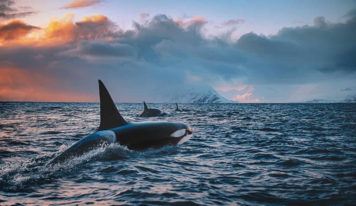 Orca Killerwhale che viaggia sull'acqua dell'oceano con il tramonto Fiordi norvegesi su sfondo invernale