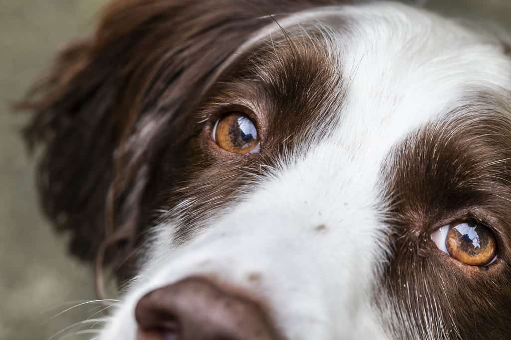 sono gli Springer Spaniel inglesi i cani più fastidiosi?