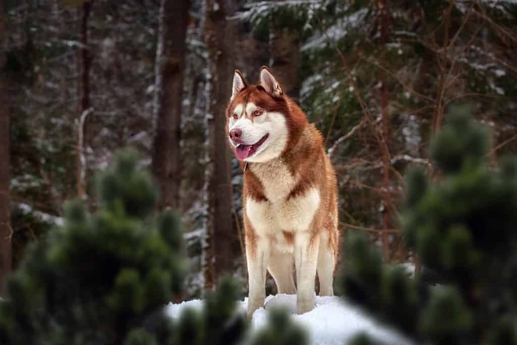 Carino bellissimo cane husky rosso nel paesaggio forestale di una foresta invernale di conifere.