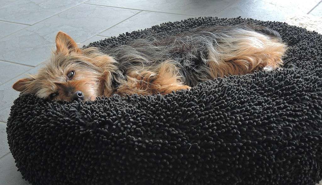 Terrier australiano adagiato sul letto del cane