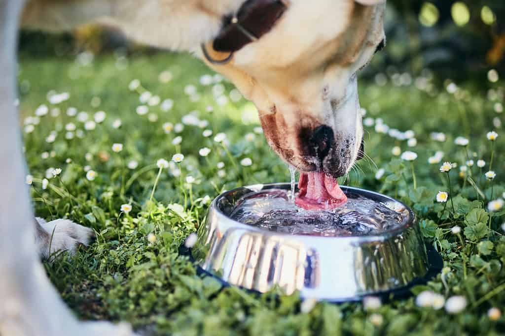 7 Problemi e preoccupazioni comuni per la salute dell'Australian Terrier
