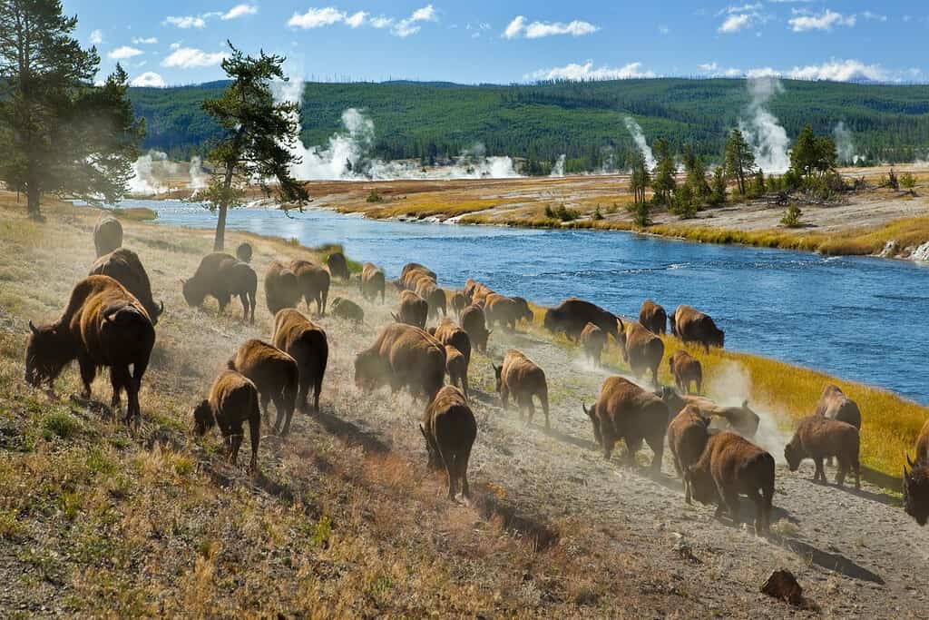 Una mandria di bisonti si muove rapidamente lungo il fiume Firehole nel Parco Nazionale di Yellowstone (vicino al Midway Geyser Basin).