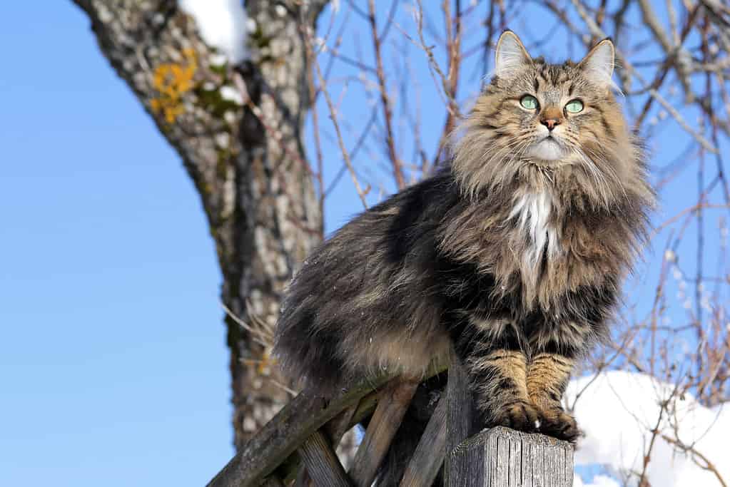 Gatto norvegese delle foreste su una recinzione in inverno