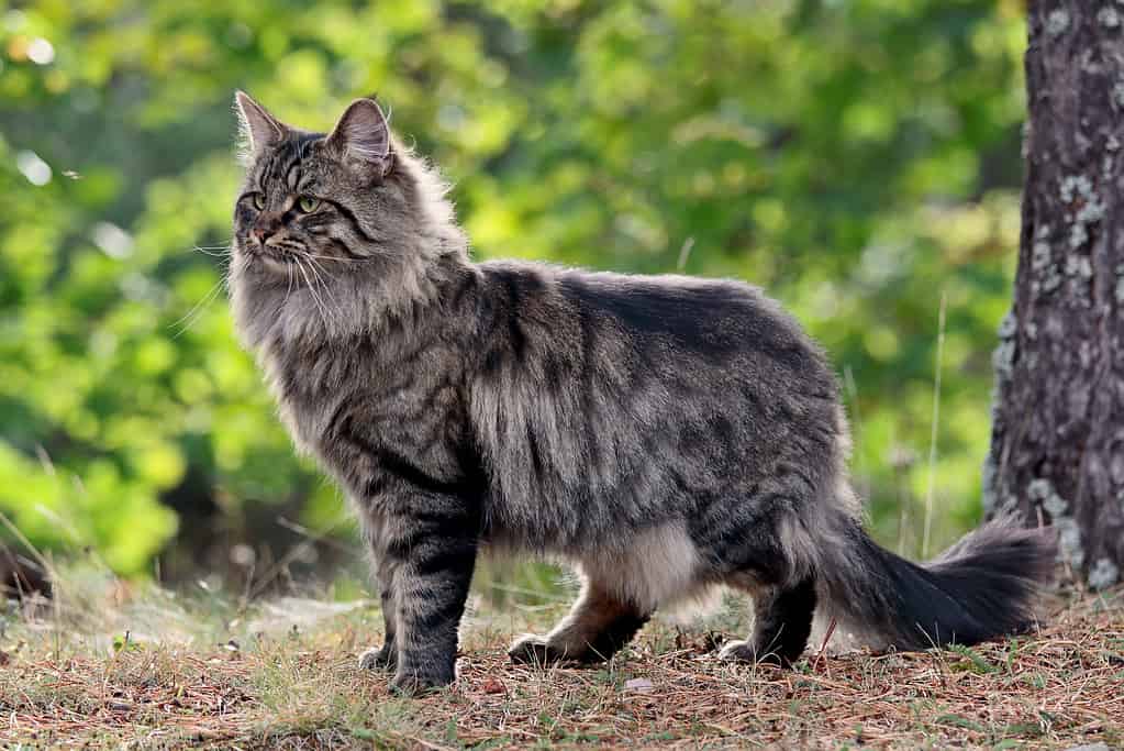 Maschio di gatto norvegese delle foreste nella foresta