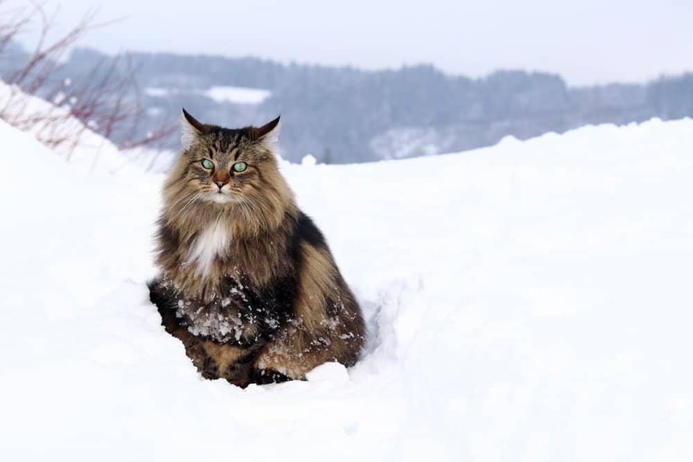 Foresta norvegese (Felis catus) - seduta nella neve