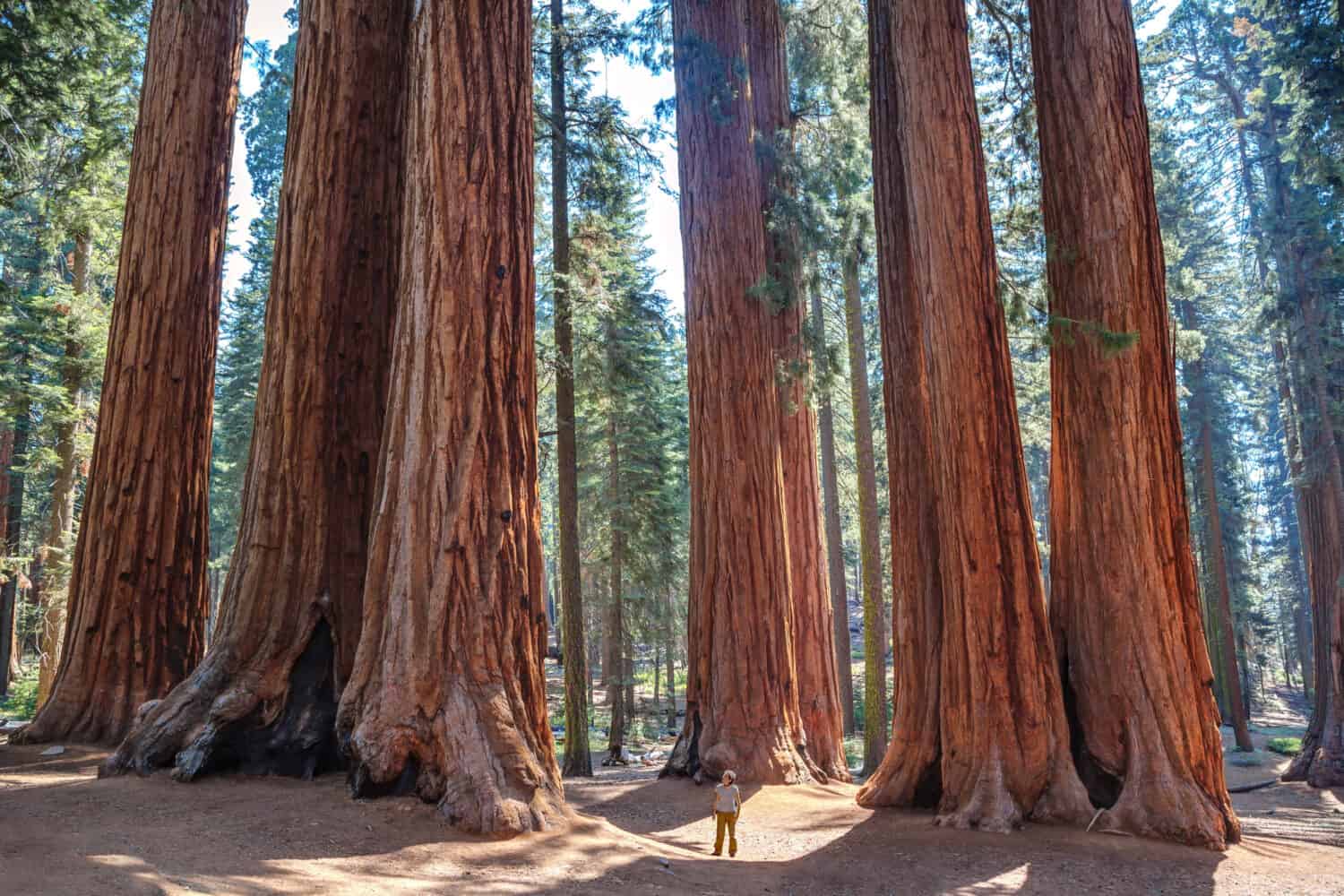 Scala delle sequoie giganti, Sequoia National Park.  California.  NOI
