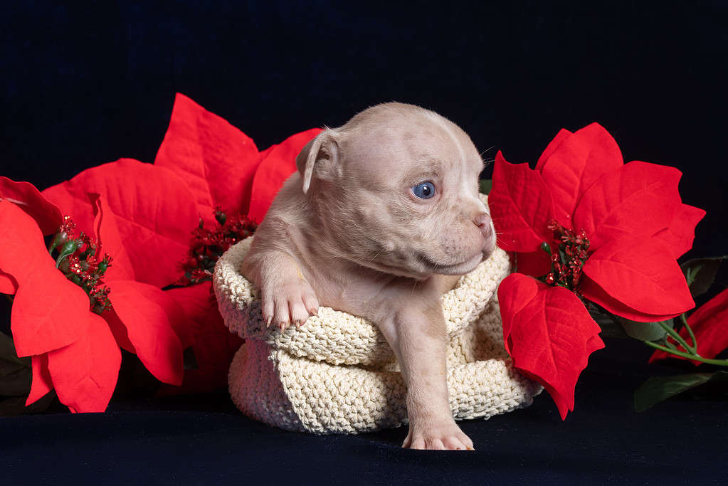 Piccolo cucciolo carino di American Bully seduto in una scatola accanto ai fiori artificiali di Natale rosso poinsettia.