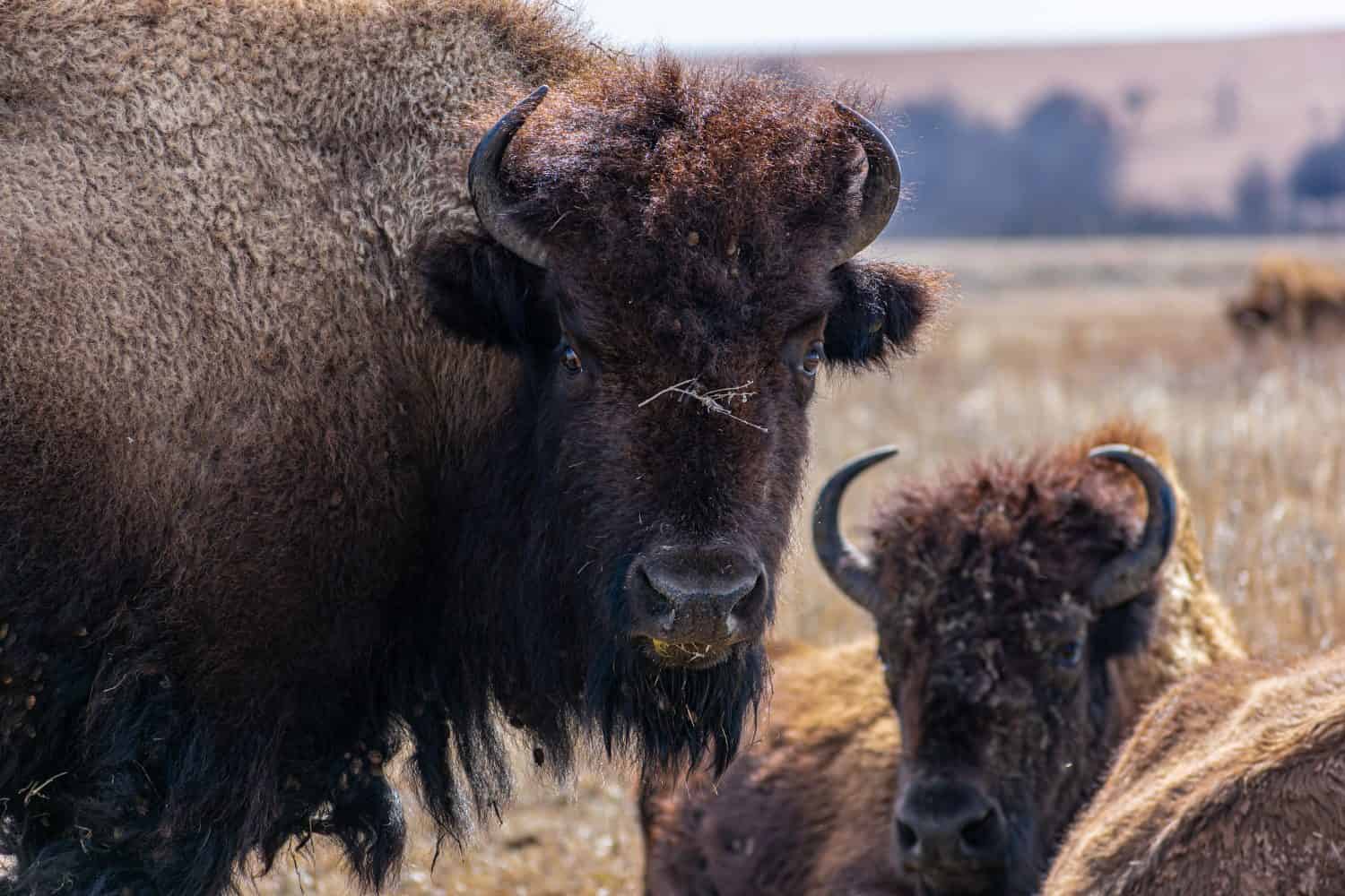 Bisonte nella riserva della prateria di erba alta in Oklahoma