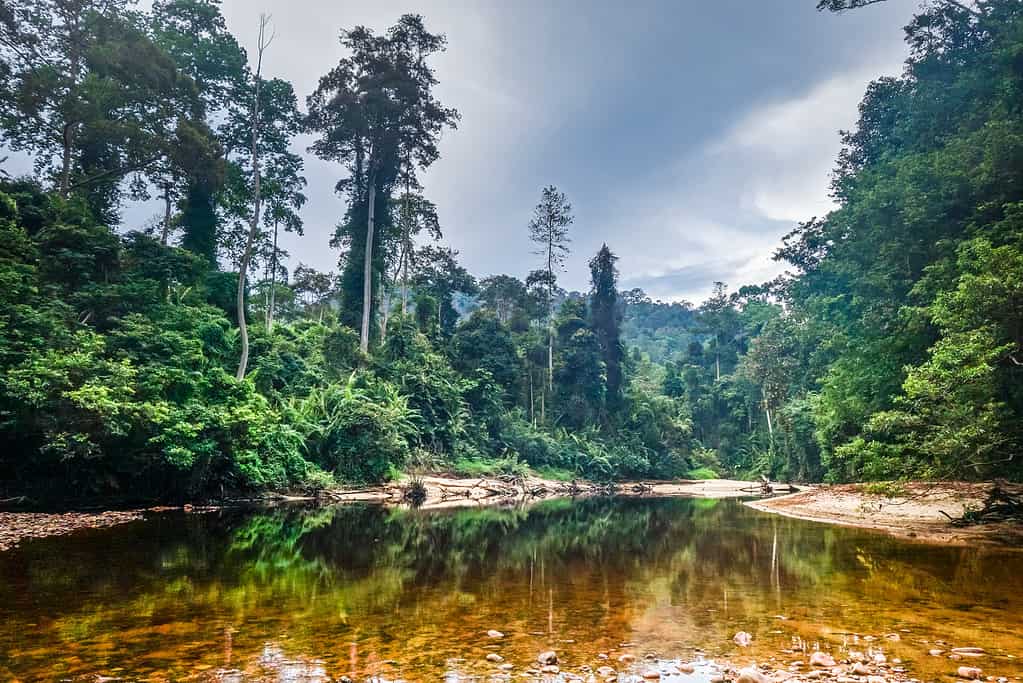 Fiume nel parco nazionale Taman Negara della foresta pluviale della giungla, Malesia