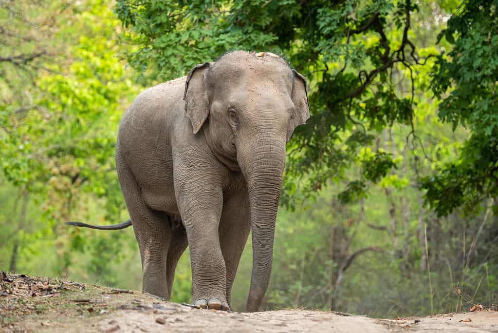 elefante asiatico selvaggio aggressivo o blocco stradale Elephas maximus indicus che cammina a testa alta nella stagione estiva e safari con sfondo verde naturale naturale nel parco nazionale di bandhavgarh foresta madhya pradesh india