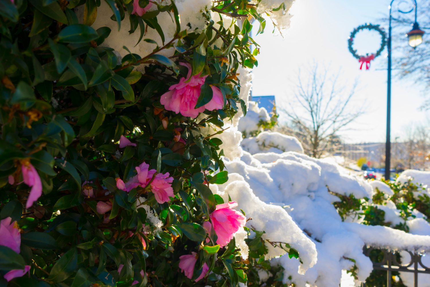 Cespuglio rosa della camelia di sasanqua sotto la neve.  Vista sulla strada, soleggiata giornata invernale.  Fiore di rosa sotto la neve.  Fiori sotto la neve.  Fiorisce in condizioni climatiche difficili.  Dopo la tempesta di neve in Georgia, negli Stati Uniti