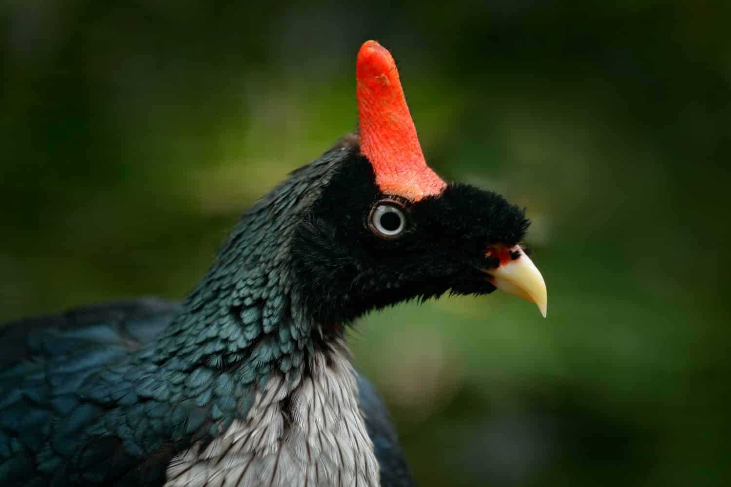 Guan cornuto, Oreophasis derbianus, uccello raro del Maxico e del Guatemala.  Grande uccello nero con cresta rossa.  Birdwatching in America Centrale.